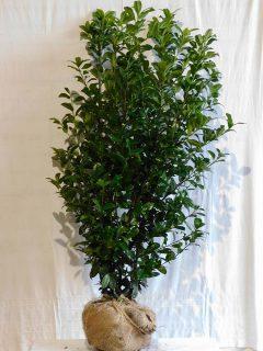 Prunus laurocerasus ‘Ani’ 120-140