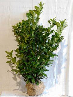 Prunus laurocerasus ‘Rotundifolia’ 100-120