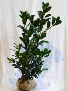 Prunus laurocerasus ‘Rotundifolia’ 80-100