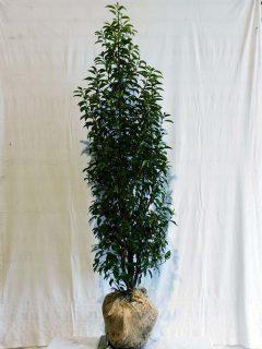 Prunus lusitanica Angustifolia 140-160
