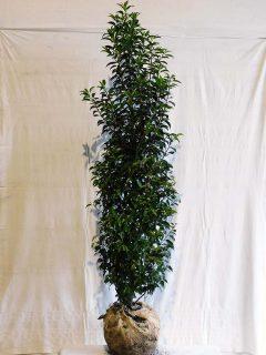 Prunus lusitanica Angustifolia 150-175