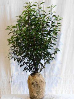 Prunus lusitanica Angustifolia 60-80